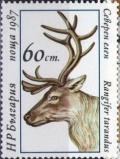 Colnect-1803-854-Reindeer-Rangifer-tarandus-tarandus.jpg