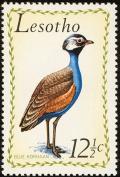 Colnect-745-219-Blue-Korhaan-Eupodotis-caerulescens.jpg