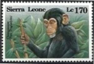 Colnect-4221-186-Chimpanzee-Pan-troglodytes.jpg
