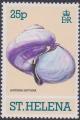 Colnect-4093-792-Janthina-janthina.jpg