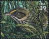 Colnect-1520-762-Cape-Sable-Seaside-Sparrow-Ammodramus-maritimus-mirabilis.jpg