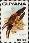 Colnect-1664-552-Black-necked-Aracari-Pteroglossus-aracari.jpg