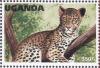 Colnect-1712-450-Leopard-Panthera-pardus.jpg