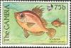 Colnect-2338-554-Boarfish-Capros-aper.jpg
