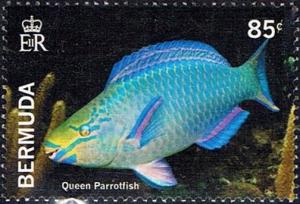 Colnect-3012-955-Queen-Parrotfish-Scarus-vetula.jpg
