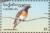 Colnect-1104-869-Common-Redstart-Phoenicurus-phoenicurus.jpg
