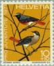 Colnect-140-447-Common-Redstart-Phoenicurus-phoenicurus.jpg