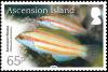 Colnect-3616-308-Ascension-Wrasse-Thalassoma-ascensionis.jpg