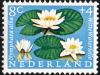 Colnect-2192-817-White-Water-Lily-Nymphaea-alba.jpg