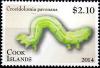 Colnect-2397-588-Cabbage-Cluster-Caterpillar-Crocidolomia-pavonana.jpg