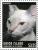 Colnect-4131-044-Donskoy-Cat-Felis-silvestris-catus.jpg
