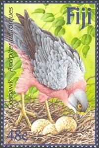 Colnect-1612-922-Fiji-Goshawk-Accipiter-rufitorques.jpg