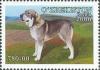 Colnect-197-328-Owtscharka-Canis-lupus-familiaris.jpg