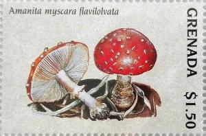 Colnect-4581-308-Amanita-myscara-flavilolvata.jpg