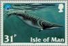 Colnect-125-178-Minke-Whale-Balaenopterus-acutorostrata.jpg