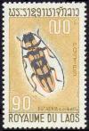 Colnect-242-286-Longhorn-Beetle-Eutaenia-corbetti.jpg