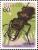 Colnect-2608-718-Japanese-Stag-Beetle-Lucanus-maculifemoratus.jpg