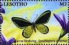 Colnect-5965-000-Common-Green-Birdwing-Ornithoptera-priamus.jpg