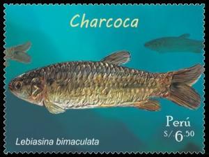 Colnect-4083-101-Twospotted-Lebiasina-Lebiasina-bimaculata.jpg