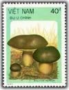 Colnect-1634-327-Bronze-boletus-Boletus-aereus.jpg