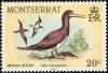 Colnect-1785-063-Brown-Booby-Sula-leucogaster.jpg