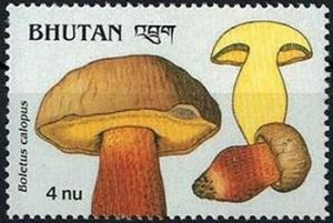 Colnect-2930-749-Boletus-calopus.jpg
