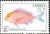 Colnect-1480-069-Red-Seabream-Pagrosomus-major.jpg