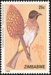 Colnect-1476-709-Black-eyed-Bulbul-Pycnonotus-barbatus.jpg