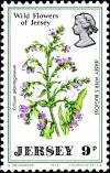 Colnect-5949-299-Jersey-Vipers-Bugloss---Echium-plantagineum.jpg