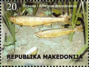 Colnect-5384-019-Alburnus-macedonicus.jpg