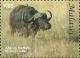 Colnect-5914-750-African-buffalo-Syncerus-caffer.jpg