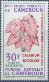 Colnect-2154-374-Caladium-bicolor.jpg