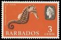 Colnect-1497-083-Sea-Horse-Hippocanpus-sp-with-an--quot-n-quot-.jpg