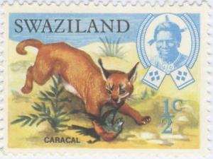 Colnect-2324-786-Caracal-Caracal-caracal.jpg
