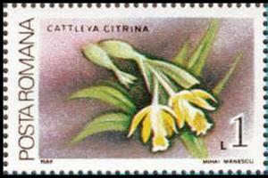 Colnect-3197-913-Cattleya-citrina.jpg