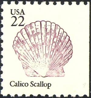 Colnect-5667-574-Calico-Scallop-Argopecten-gibbus.jpg
