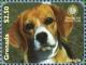 Colnect-3278-354-Beagle-Canis-lupus-familiaris.jpg