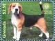 Colnect-3278-355-Beagle-Canis-lupus-familiaris.jpg