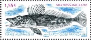 Colnect-3150-661-Crocodile-Icefish-Pagetopsis-maculatus.jpg