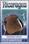Colnect-4733-797-Chaetodon-aureus.jpg