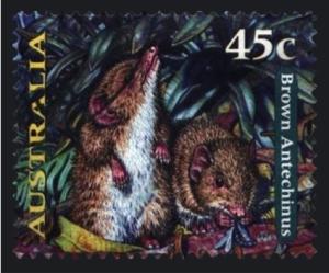 Colnect-1473-317-Brown-Antechinus-Antechinus-stuartii.jpg