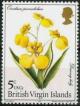 Colnect-996-809-Tolumnia-prionochila-synOncidium-prionochilum.jpg