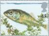 Colnect-123-494-Three-spined-Stickleback-Gasterosteus-aculeatus.jpg
