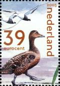 Colnect-3597-613-Eider-Duck-Somateria-mollissima.jpg