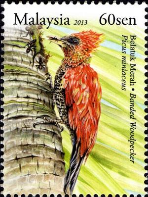 Colnect-2566-073-Banded-Woodpecker-Chrysophlegma-miniaceum.jpg