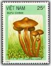 Colnect-1632-501-Collybia-fusipes.jpg