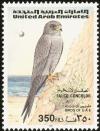 Colnect-1646-522-Sooty-Falcon-Falco-concolor-nbsp-.jpg