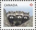 Colnect-1178-358-Raccoon-Procyon-lotor.jpg