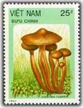 Colnect-1632-501-Collybia-fusipes.jpg