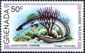 Colnect-2325-858-Manytooth-Conger-Conger-triporiceps.jpg